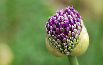 bloem2.jpg